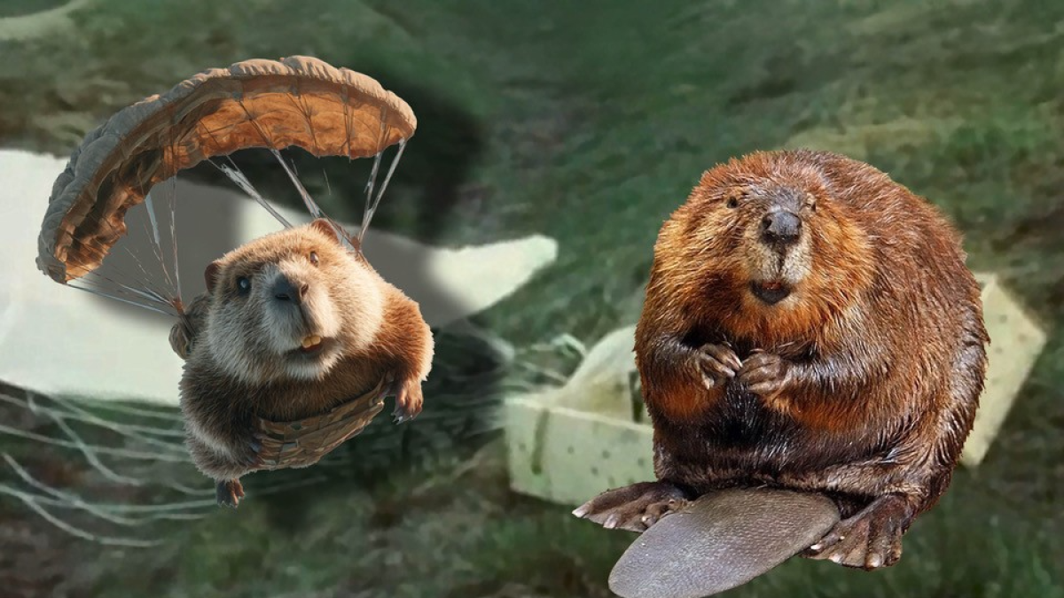 Operation Beaver Drop: Conservation in Freefall